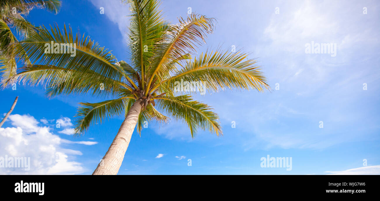 Coconut Palm tree on the sandy beach background blue sky Stock Photo ...
