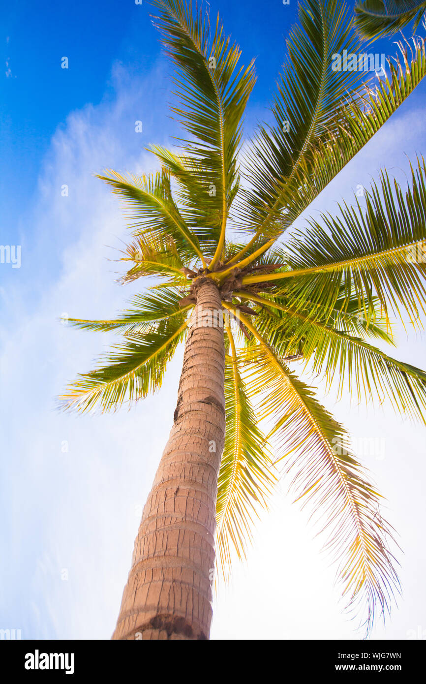 Coconut Palm tree on the sandy beach background blue sky Stock Photo ...