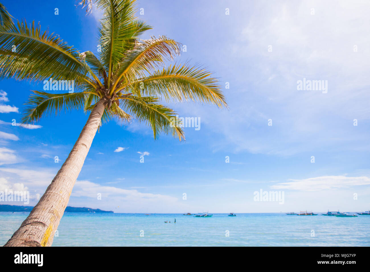 Coconut Palm tree on the sandy beach background blue sky Stock Photo ...