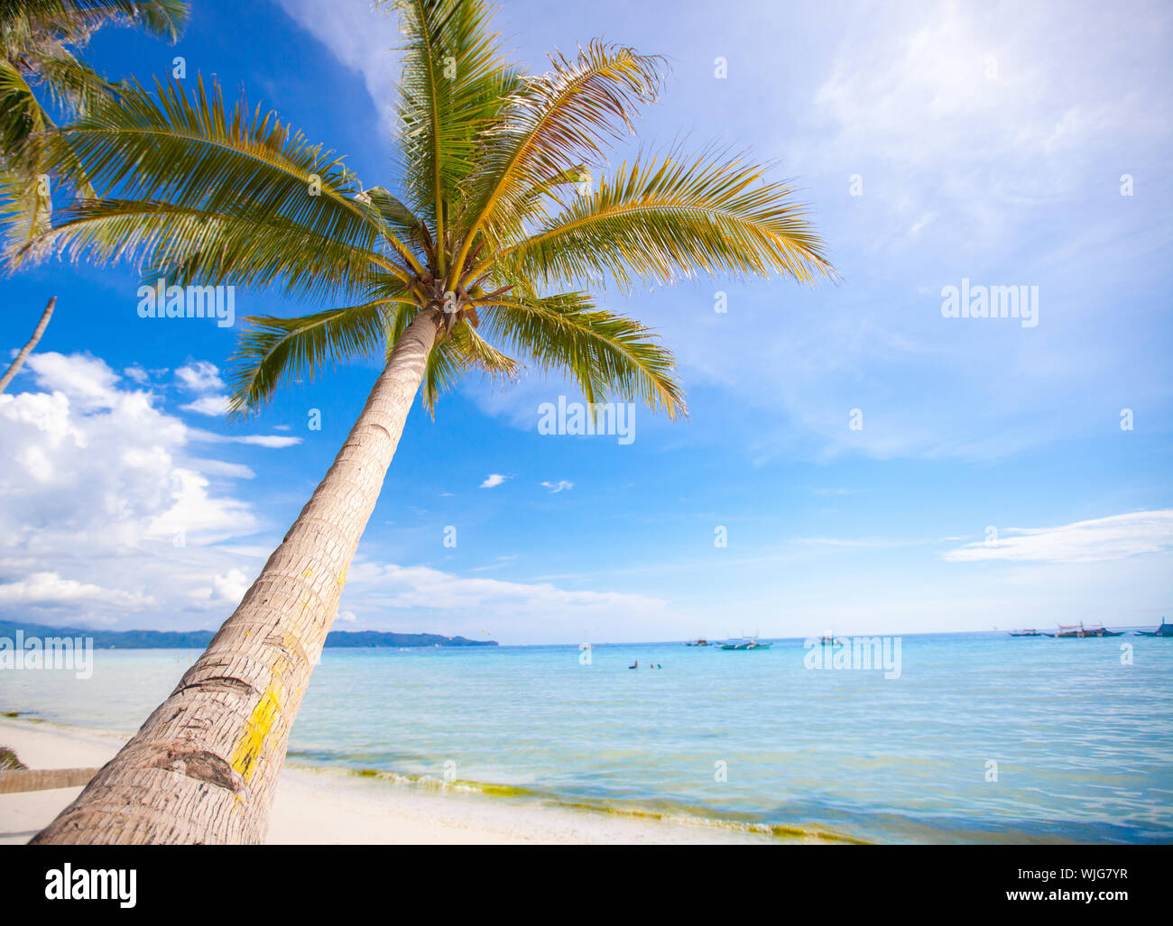 Coconut Palm tree on the sandy beach background blue sky Stock Photo ...