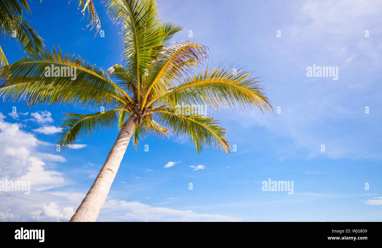 Coconut Palm tree on the sandy beach background blue sky Stock Photo ...