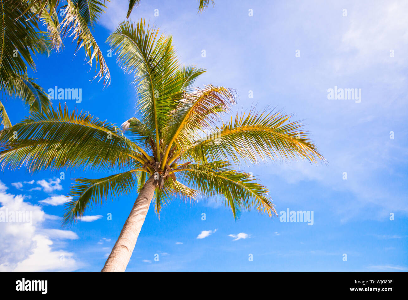 Coconut Palm tree on the sandy beach background blue sky Stock Photo ...