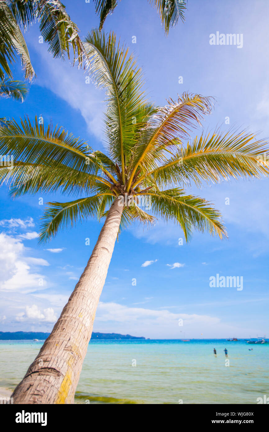 Coconut Palm tree on the sandy beach background blue sky Stock Photo ...