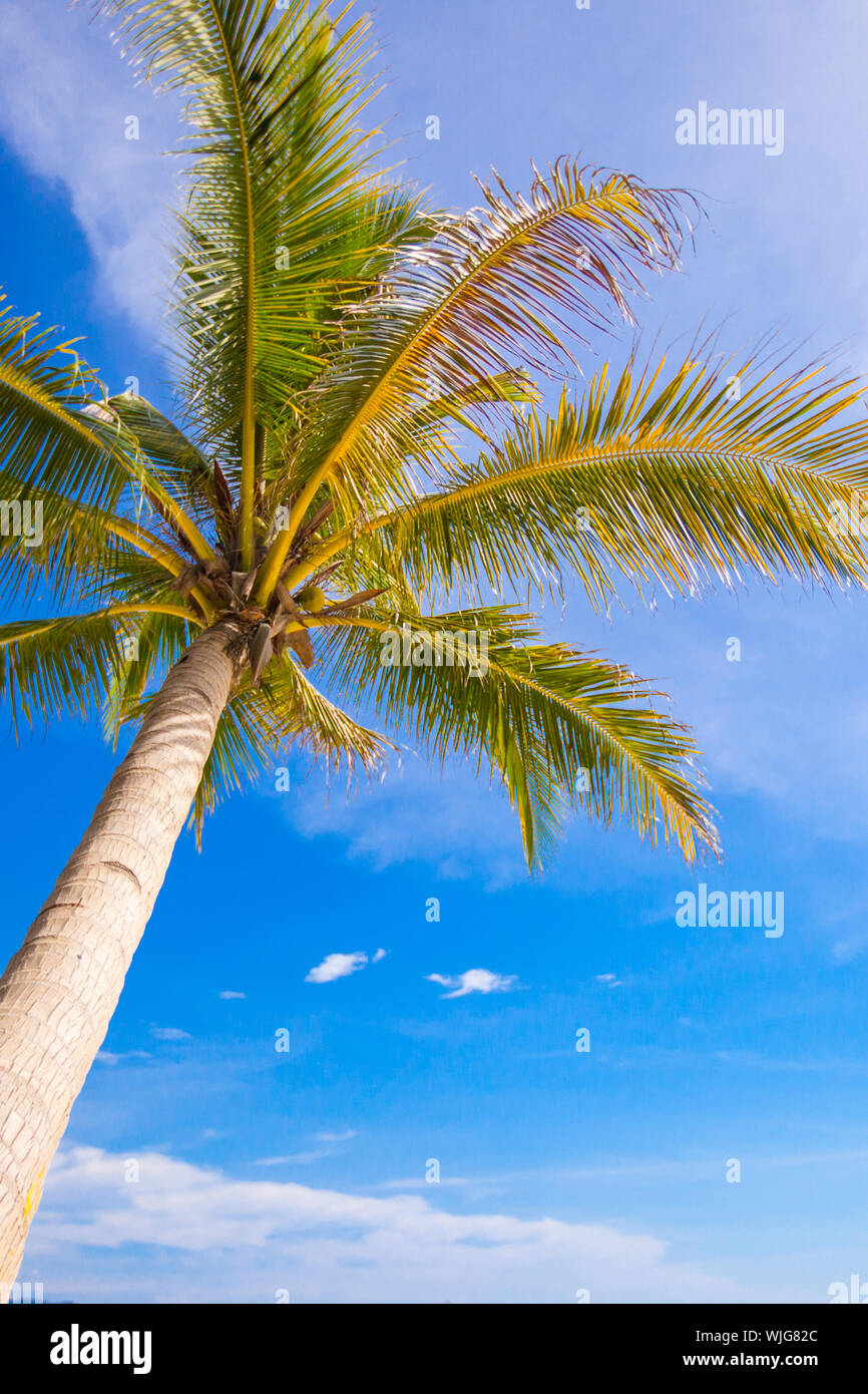 Coconut Palm tree on the sandy beach background blue sky Stock Photo ...