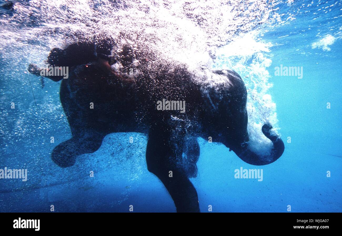 Sea Elephant High Resolution Stock Photography and Images Alamy