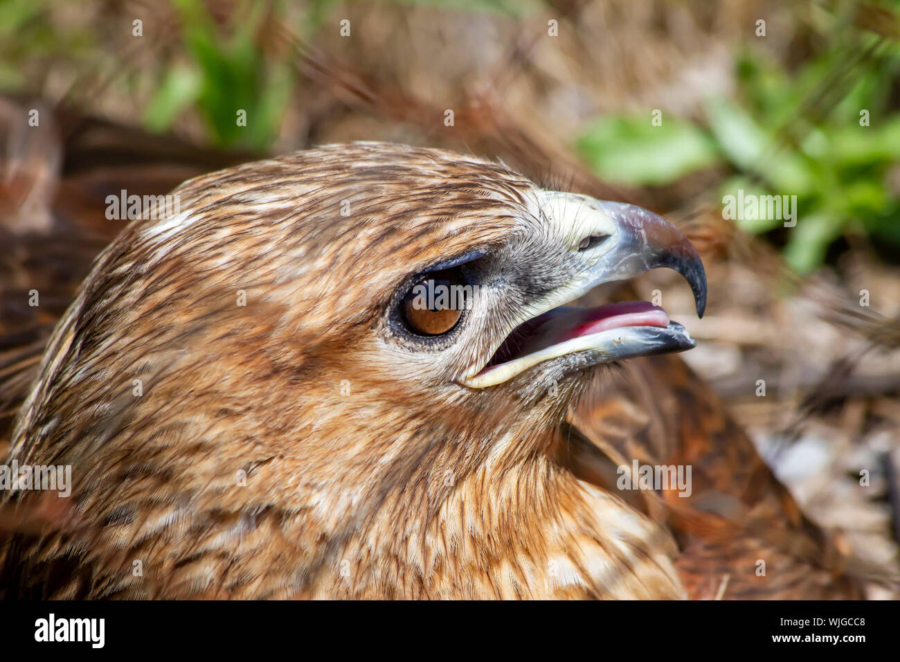 Beautiful born bird portrait, ornithology concept Stock Photo