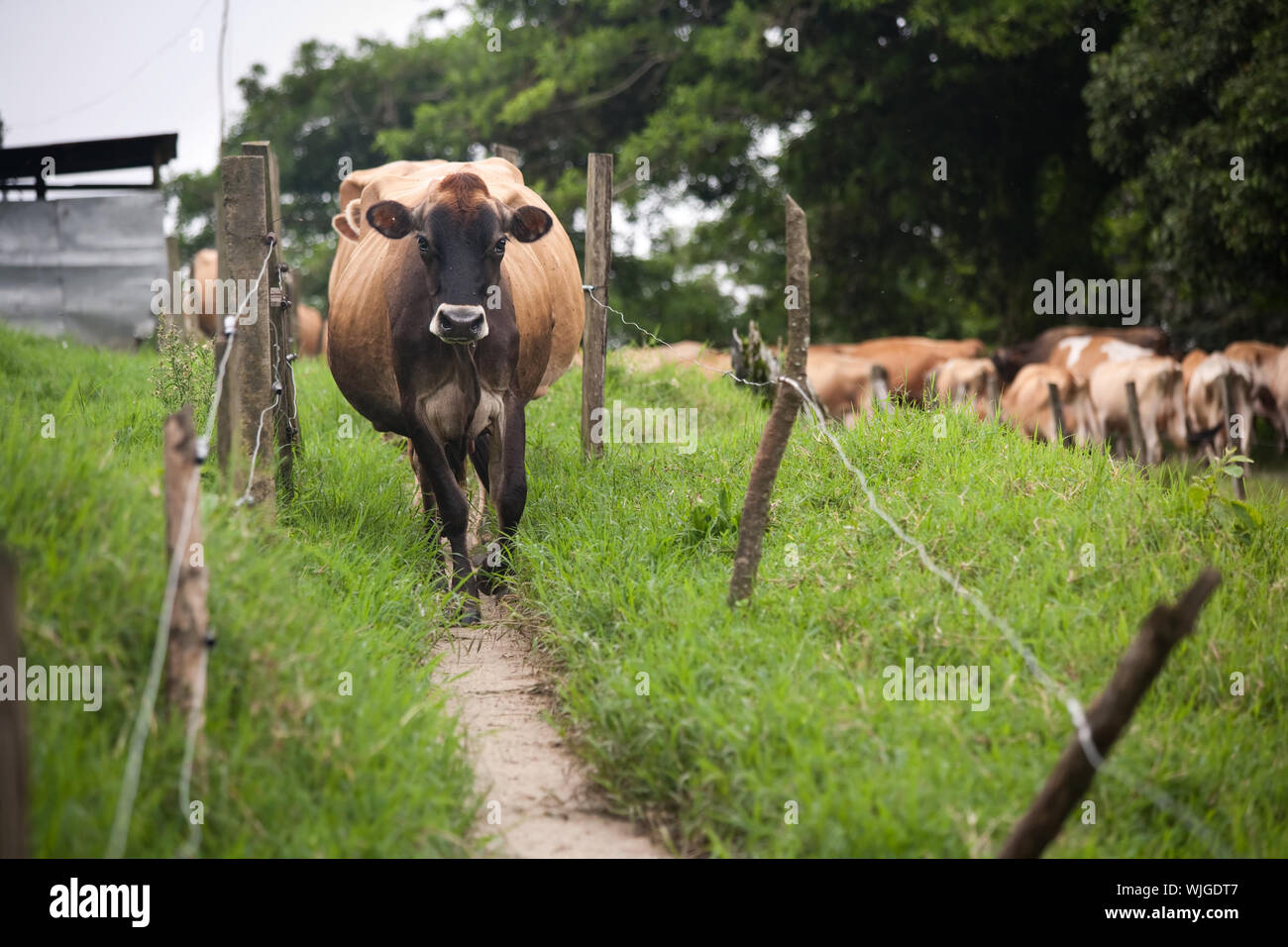 Costa Rican cow on a rustic dairy farm Stock Photo Alamy