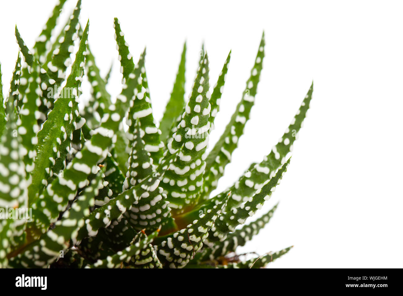 Aloe isolated on white background Stock Photo