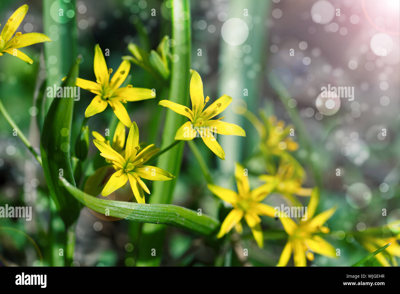Gagea is spring flowers, grows in damp deciduous woodland. Stock Photo
