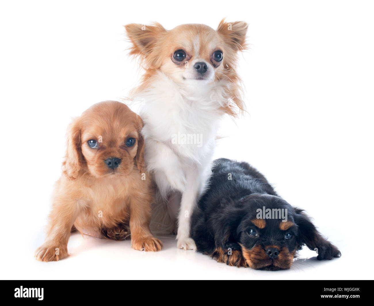king chihuahua