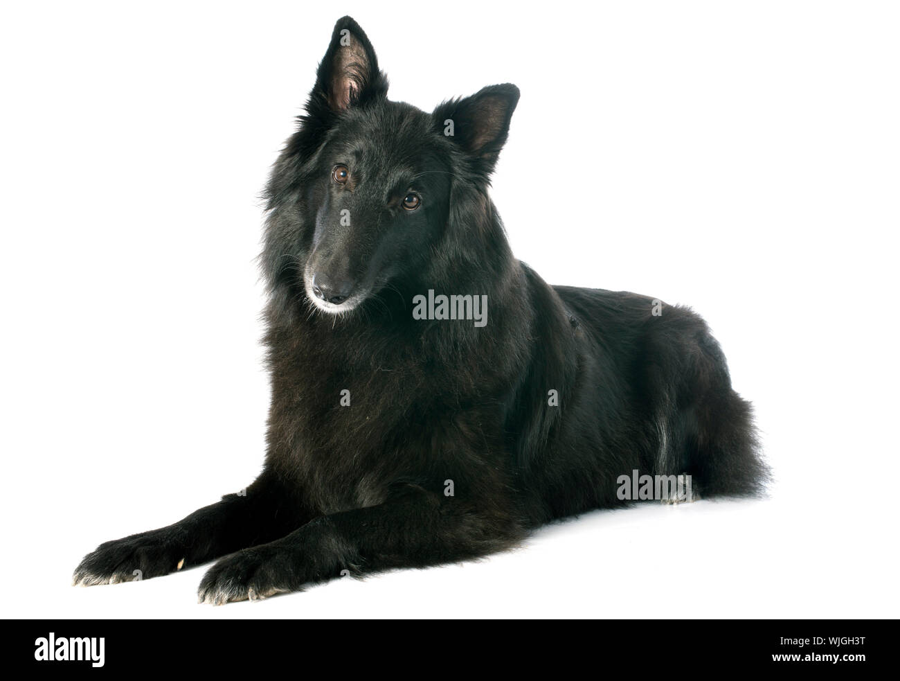 White belgian sheepdog sales