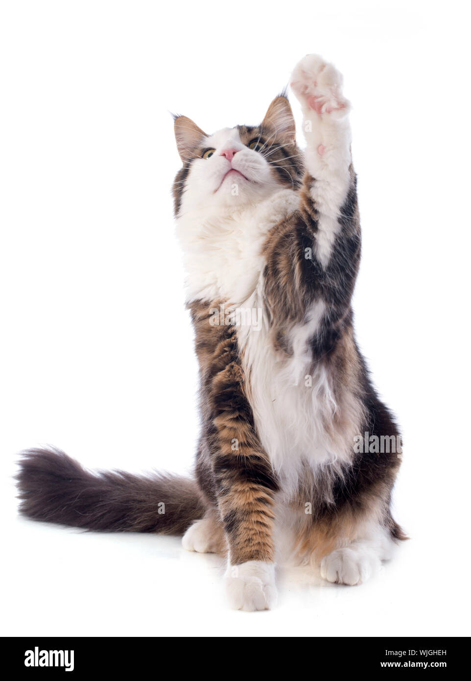 portrait of a purebred maine coon cat on a white background Stock Photo ...
