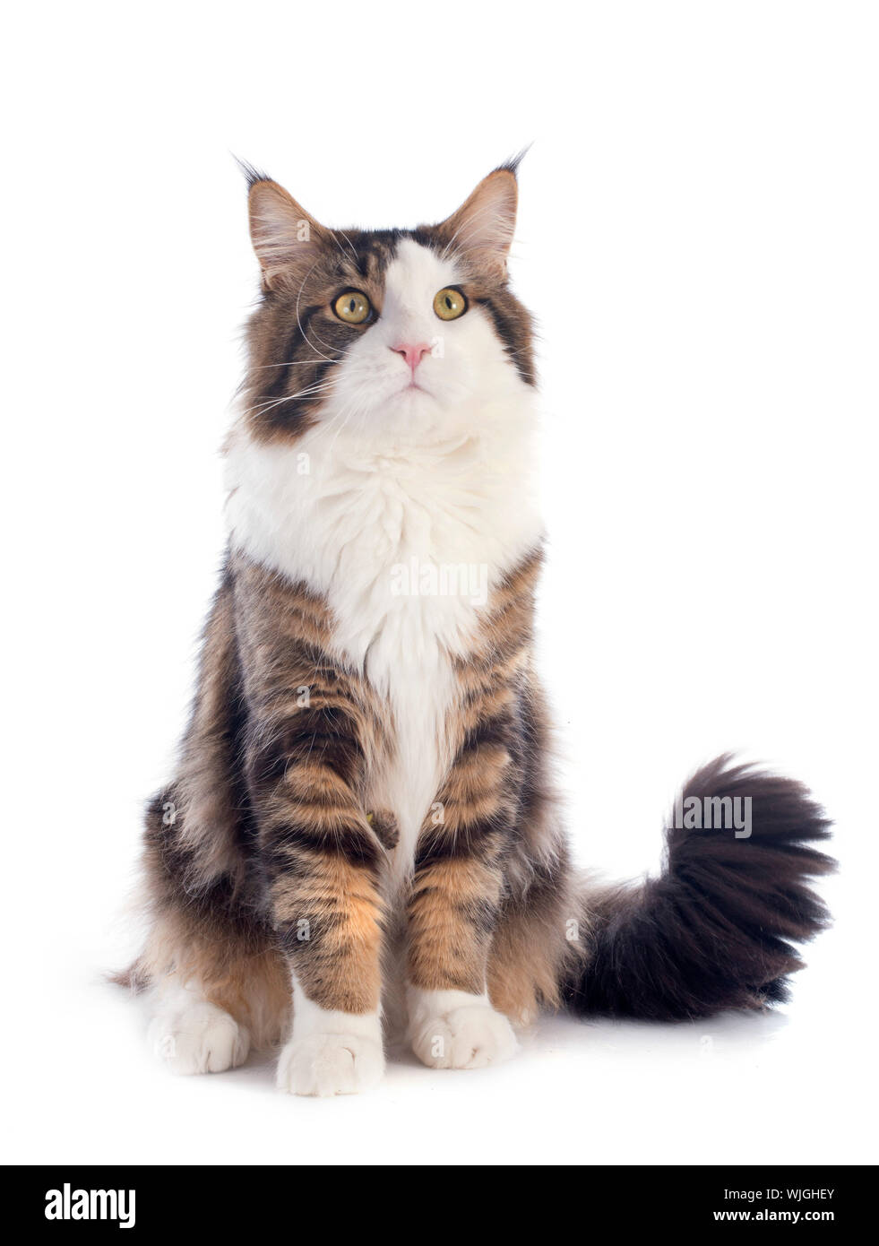 portrait of a purebred maine coon cat on a white background Stock Photo