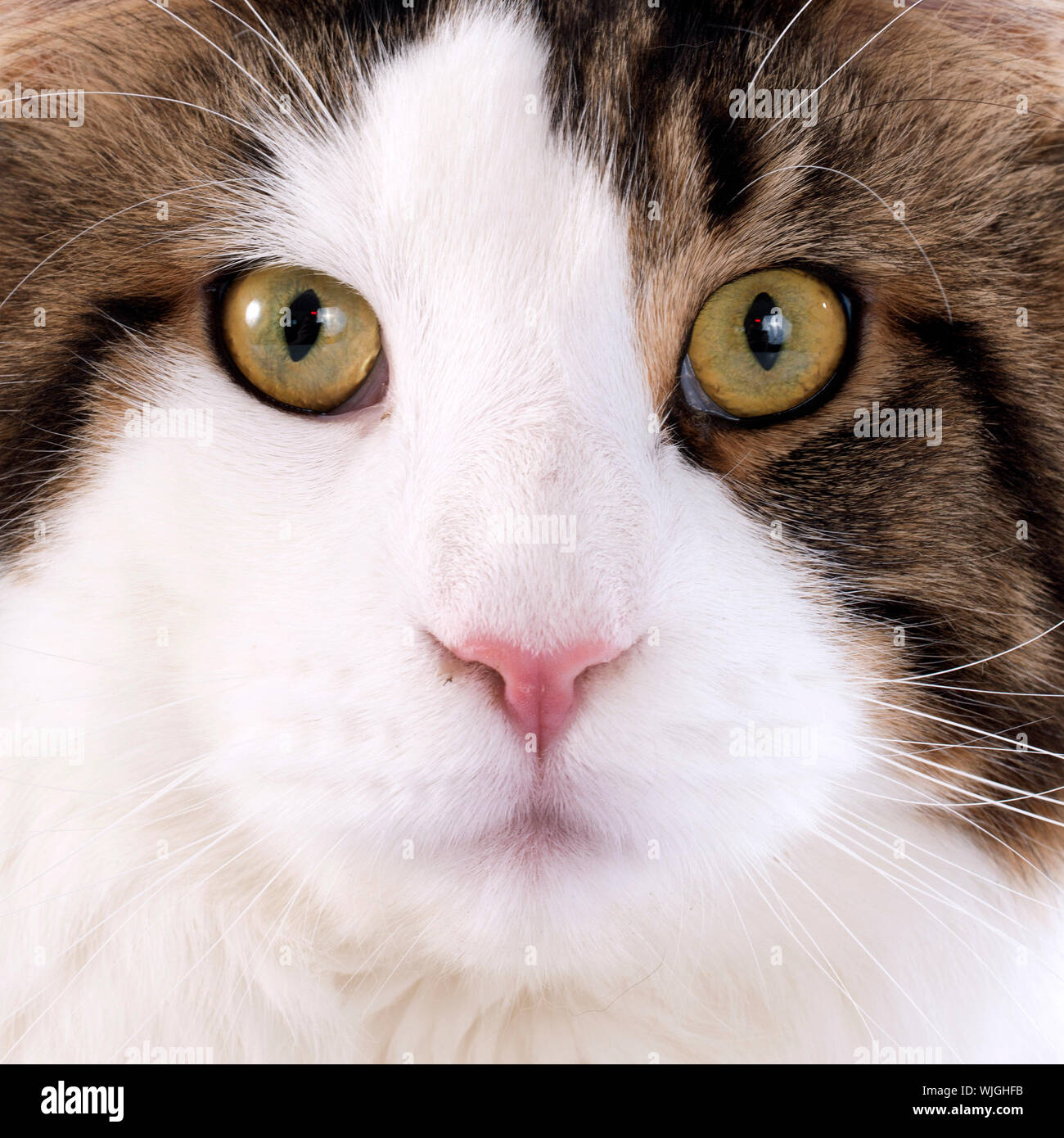 portrait of a purebred maine coon cat on a white background Stock Photo