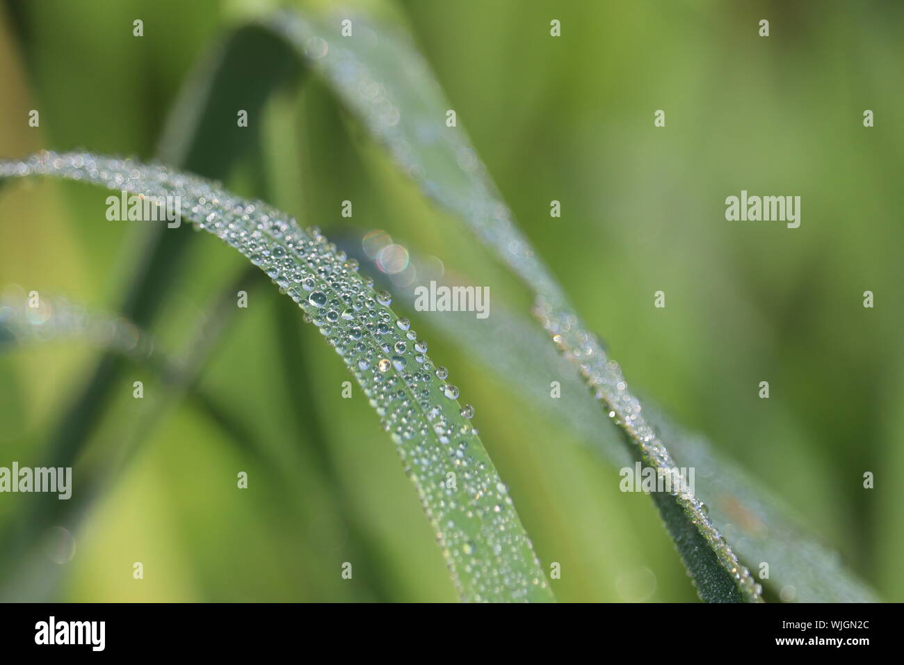 Dew on a blade of green grass, macro shot. Water drops glittering on a meadow in sunny day, freshness concept, nature background Stock Photo