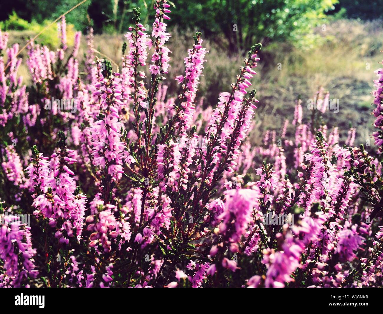 Inflorescence growth hi-res stock photography and images - Alamy