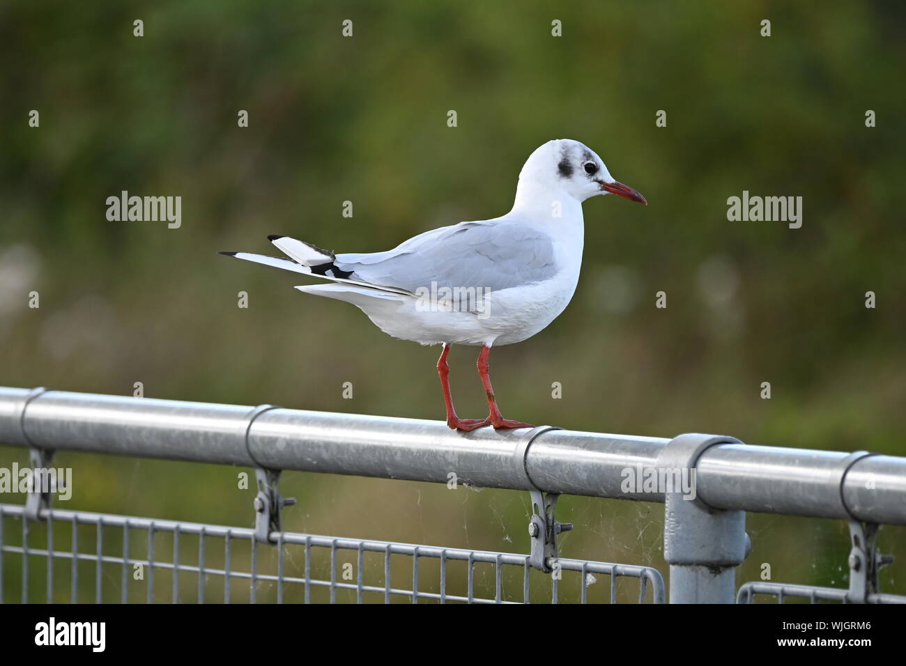 Seagull Pitched On A Metal Fence At Attenborough Nature Reserve Stock seagull-pitched-on-a-metal-fence-at-attenborough-nature-reserve-stock