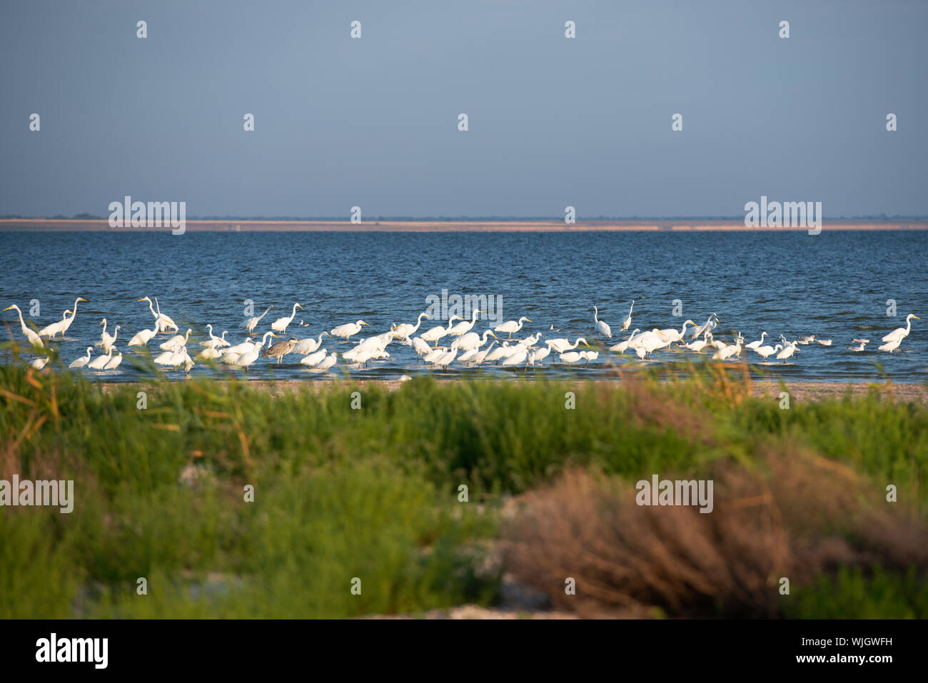birds, Tuzly Lagoons National Nature Park, South Ukraine Stock Photo