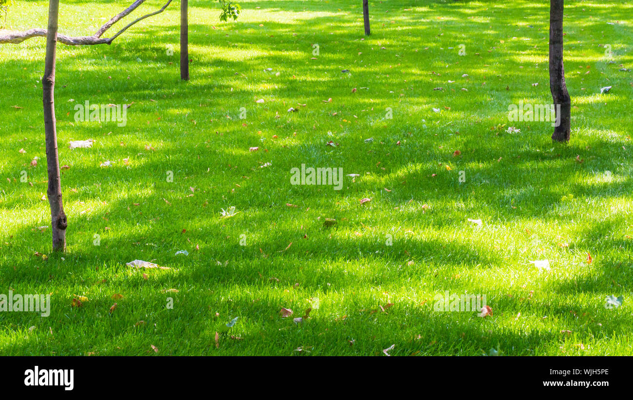 Nature background with green grass and trees Stock Photo Alamy