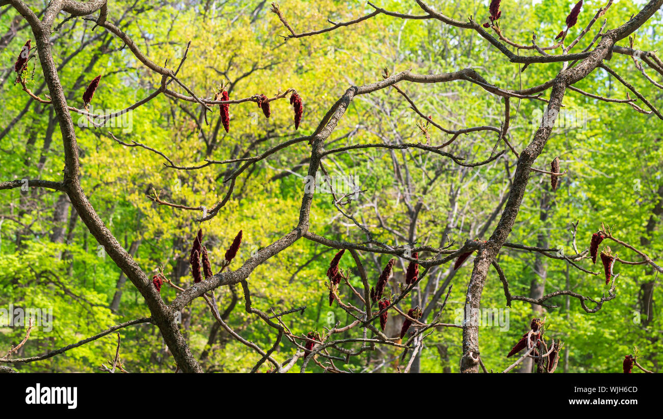 Landscape with sumac tree branches Stock Photo Alamy