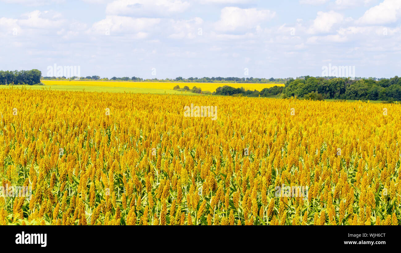 Sorghum Plantation High Resolution Stock Photography and Images - Alamy