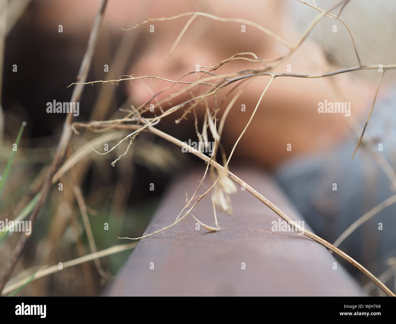 Close-up Of Dry Plant Against Man Resting On Abandoned Railroad Track Stock Photo