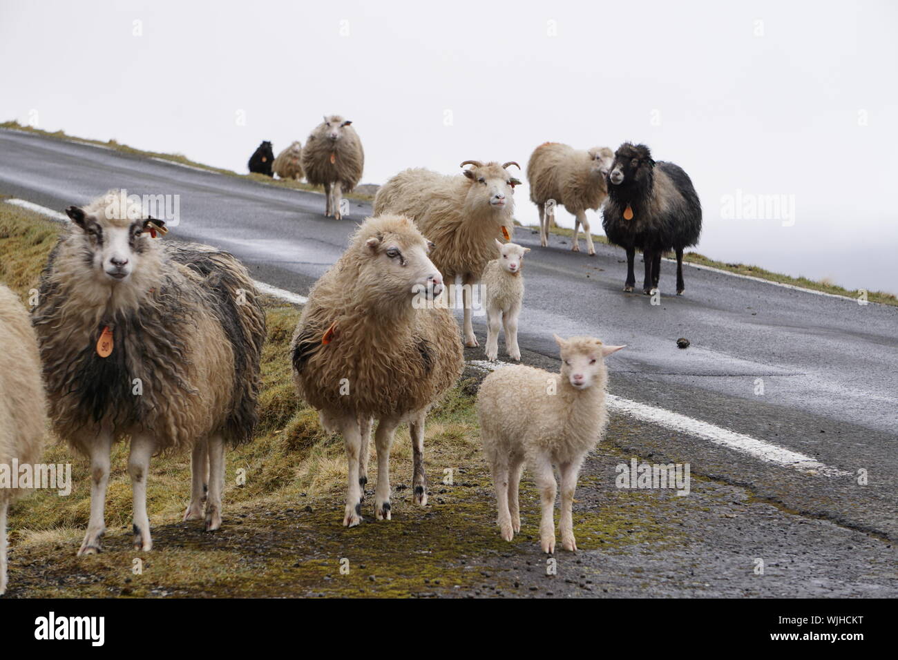 Flock Of Sheep On Road Against Clear Sky Stock Photo
