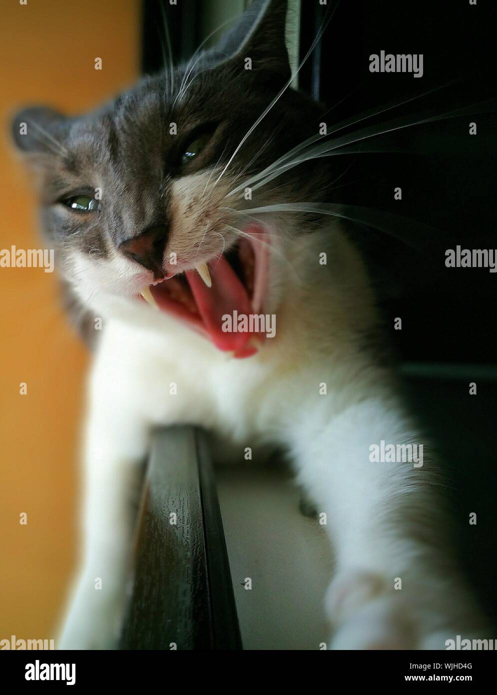 Close-up Of Cat Exposing Fangs Stock Photo