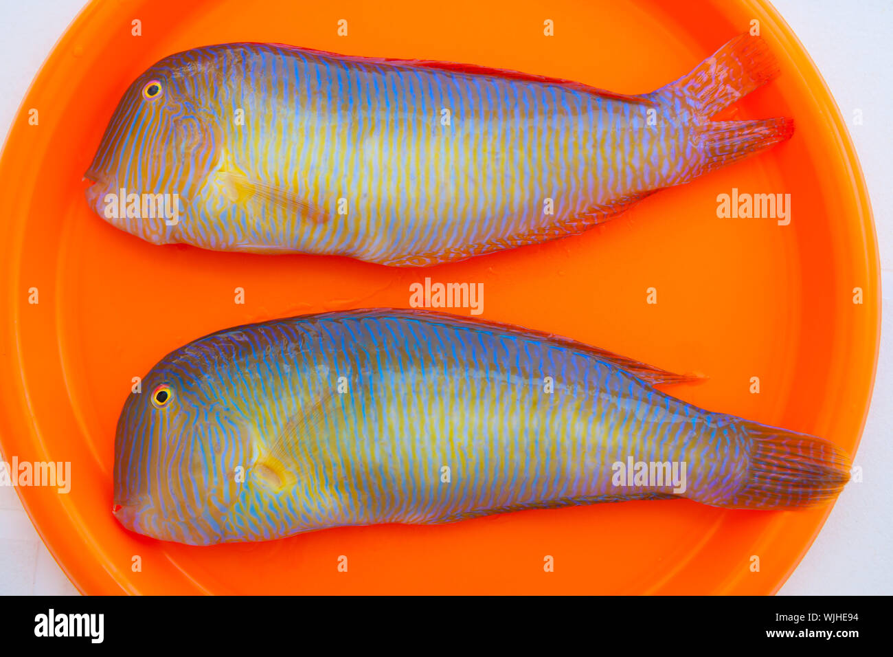 Fish Xyrichthys novacula also called Raor pearly razorfish or cleaver wrasse Stock Photo