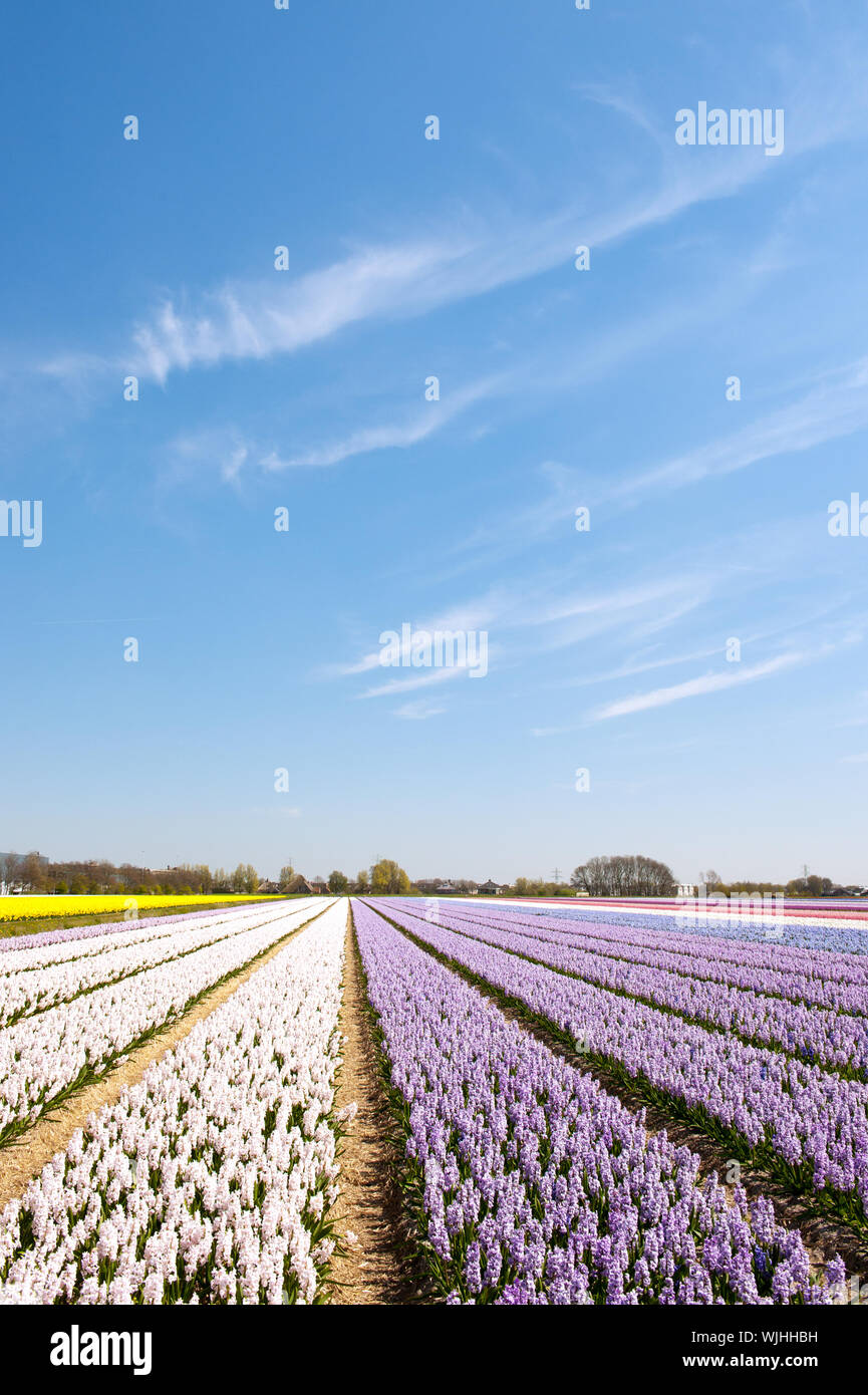 Fields full of flower bulbs in Holland Stock Photo Alamy