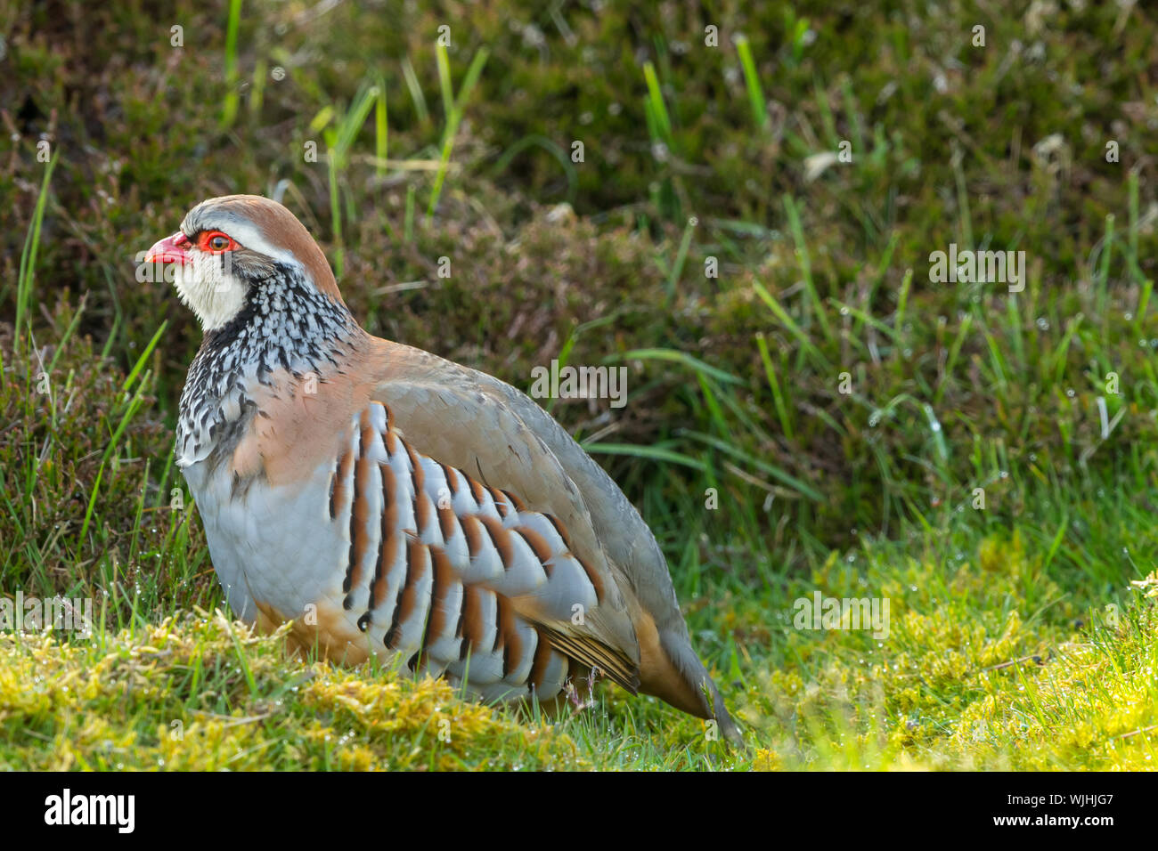 Partridge, red-legged partridge in natural, moorland habitat with early morning dew, close up.  Horizontal, landscape, space for copy. Stock Photo