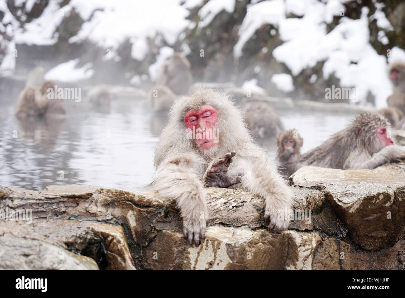 Calm Monkey Calm monkey hi-res stock photography and images - Alamy