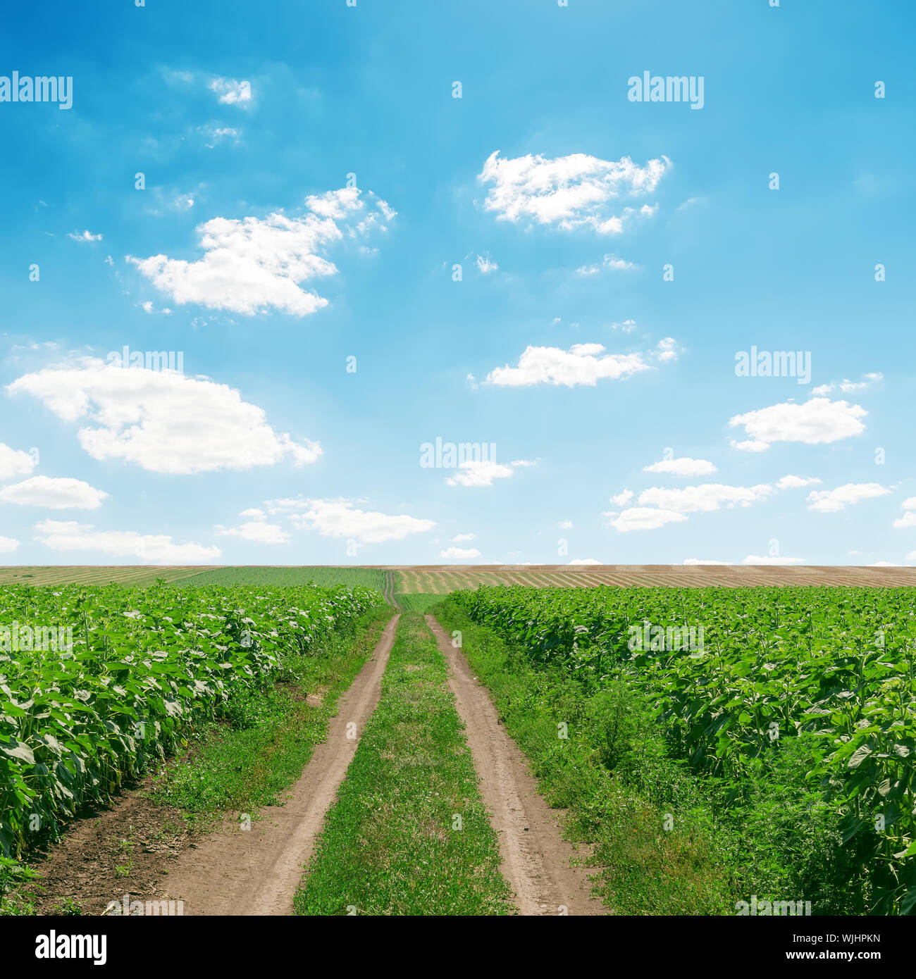 dirty road in green grass and clouds over it Stock Photo - Alamy