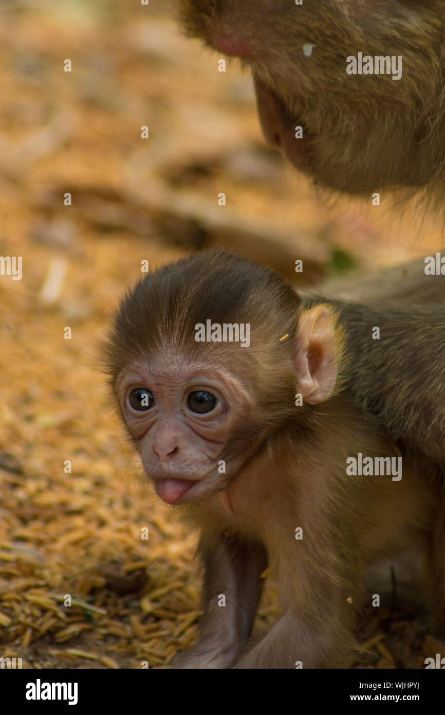 Monkey sticking out tongue hires stock photography and images Alamy