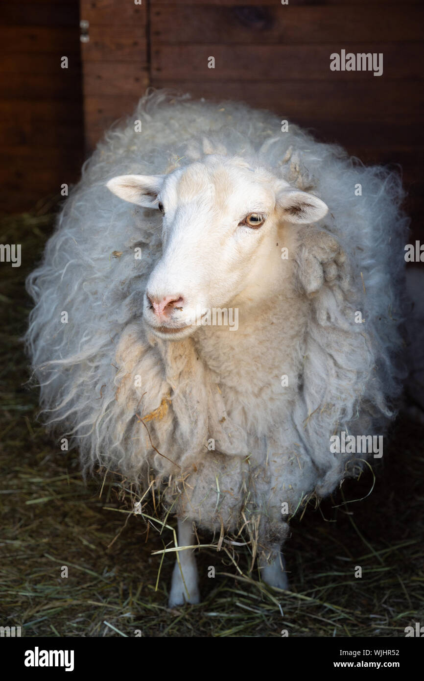 epine sheep mouton coat （Sheep cote hi-res stock