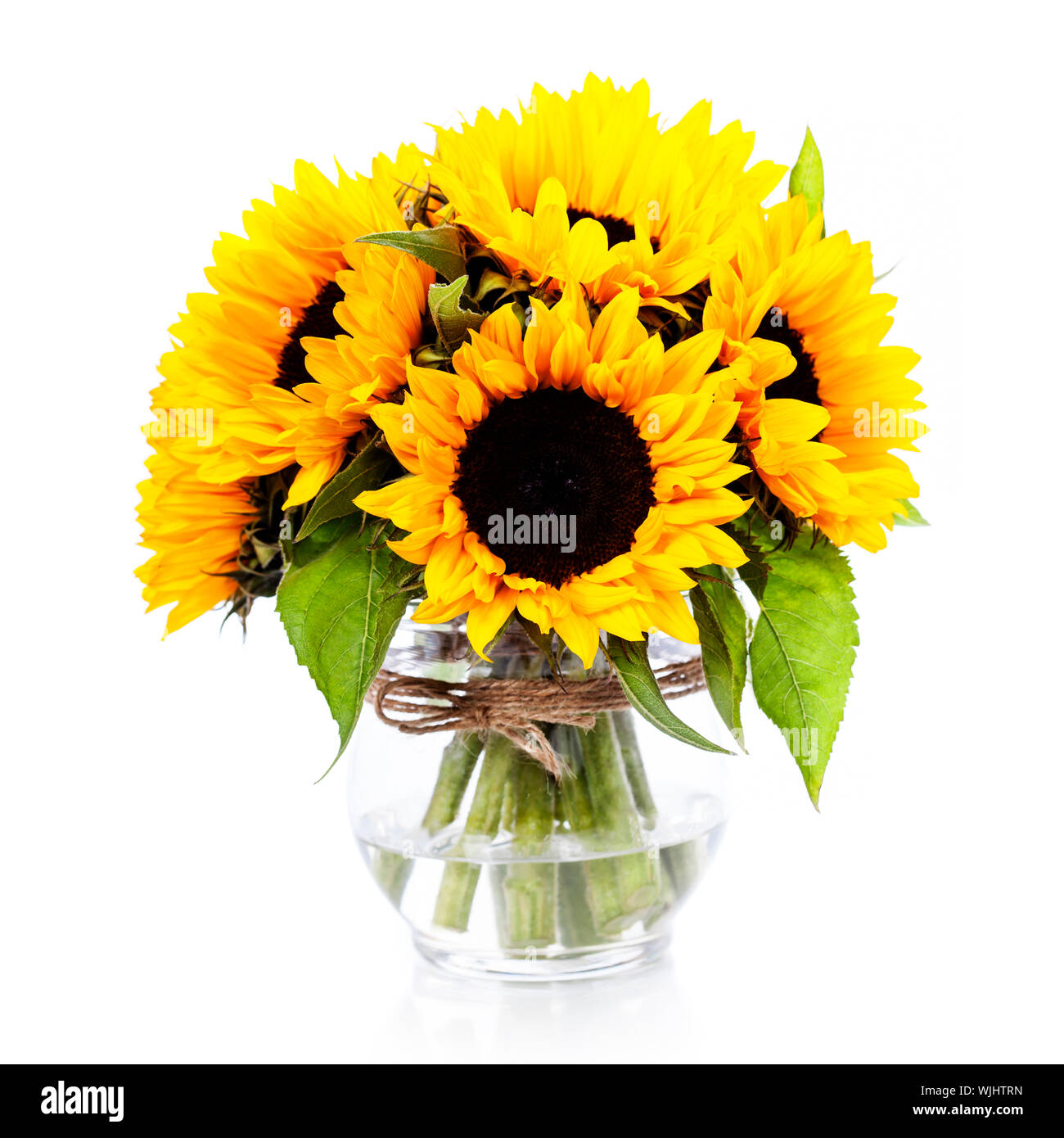 Sunflowers in a vase over white Stock Photo Alamy