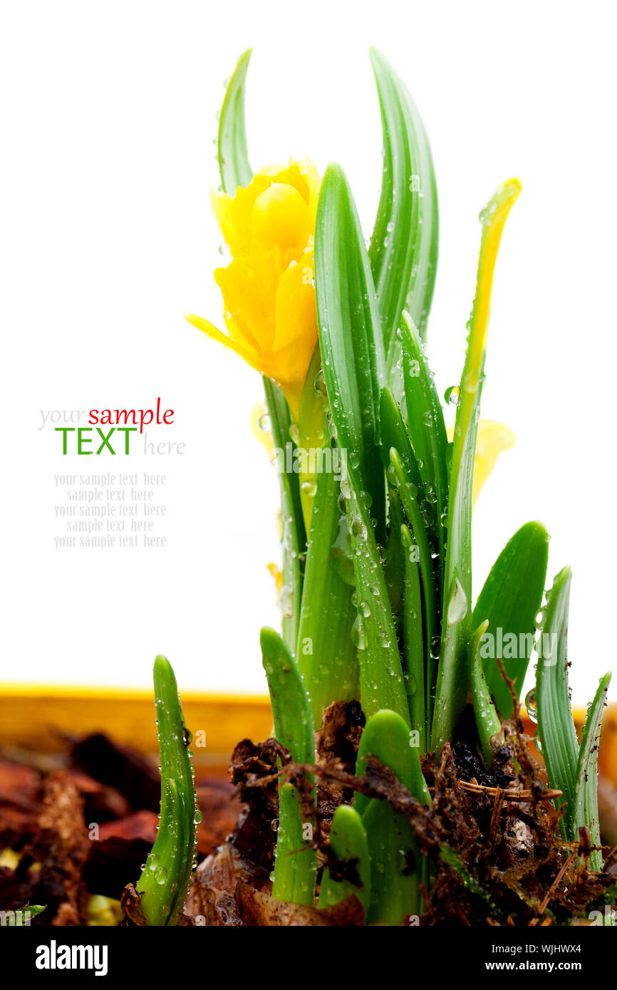 Spring flowers isolated on white background Stock Photo - Alamy