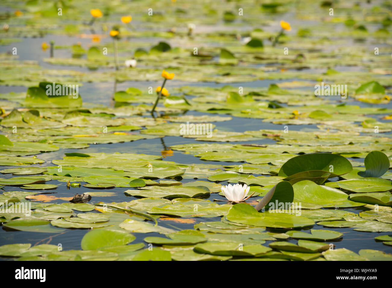 Lake with water lilies and yellow Brandybottles in France Stock Photo