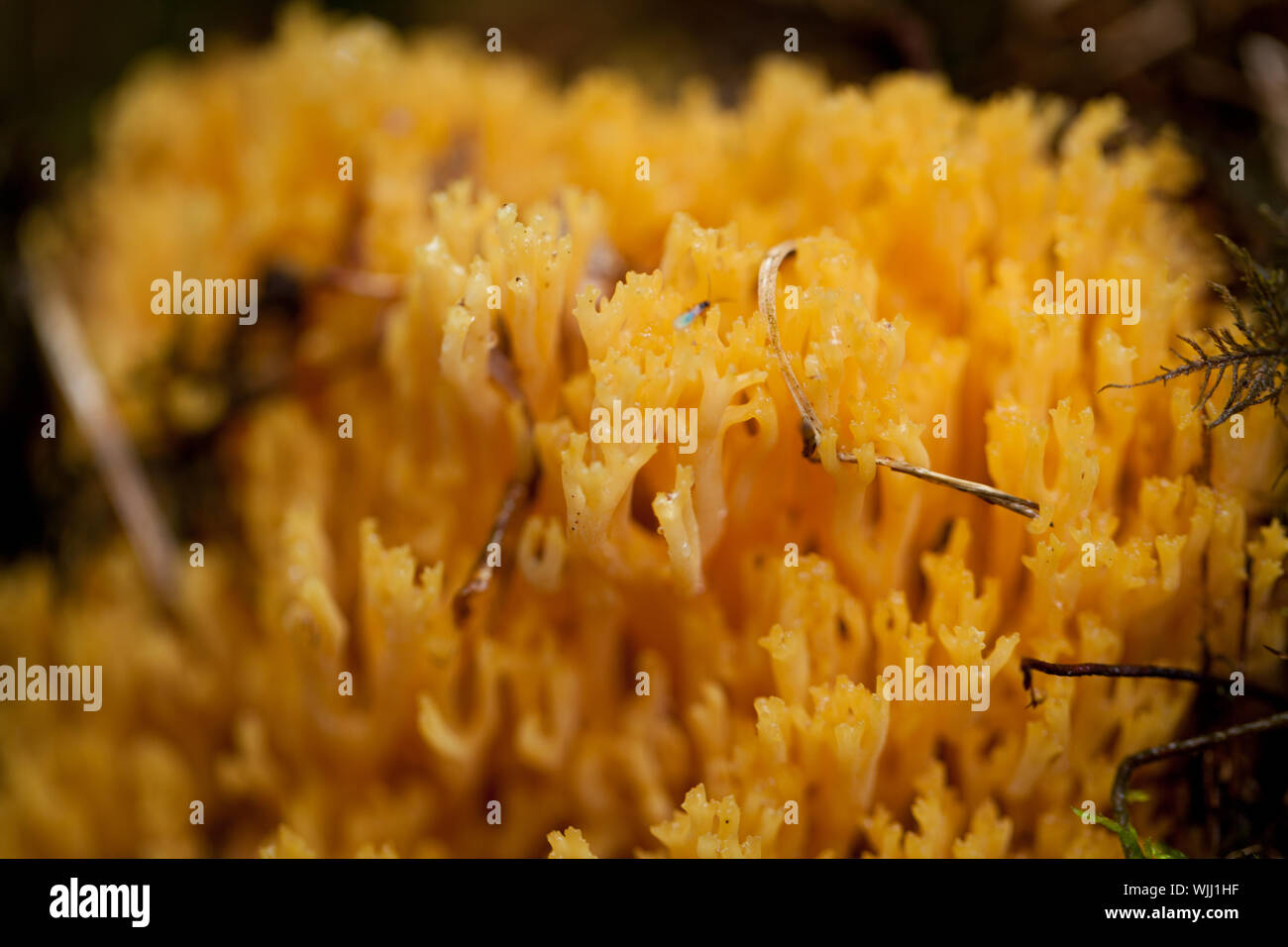ramaria mushroom detail macro in forest autumn seasonal closeup nature Stock Photo