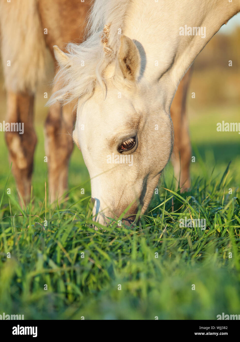 Close-up Of Horse Grazing On Grassy Land Stock Photo