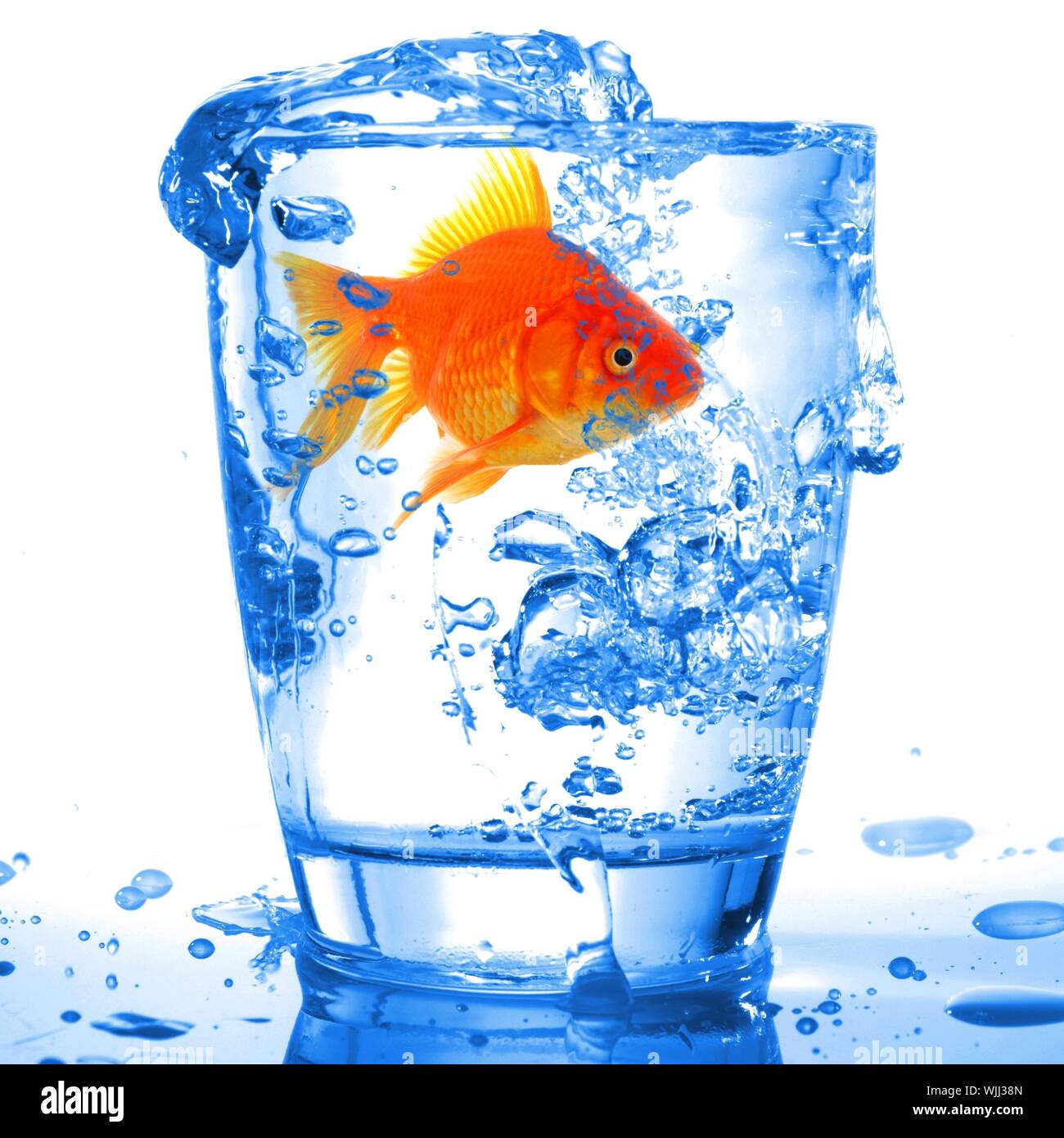 goldfish in cocktail drink glass and water showing bar flee free or