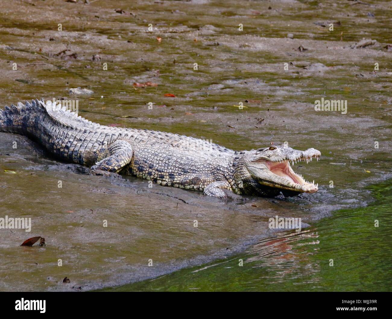 Crocodile By River Stock Photo