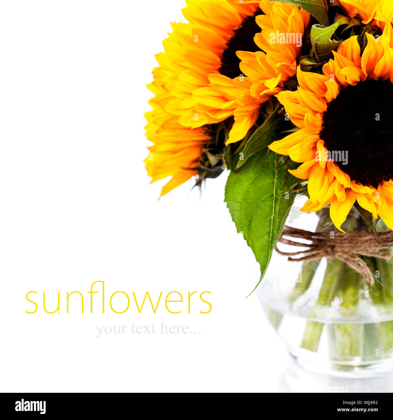 Sunflowers in a vase over white Stock Photo - Alamy