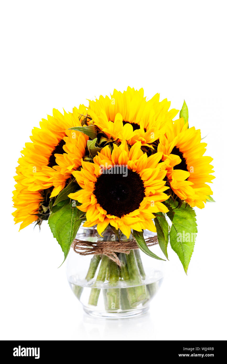 Sunflowers in a vase over white Stock Photo - Alamy