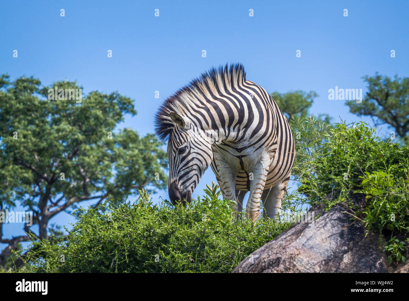 Plains zebra standing on a rock isolated in blue sky in Kruger National ...