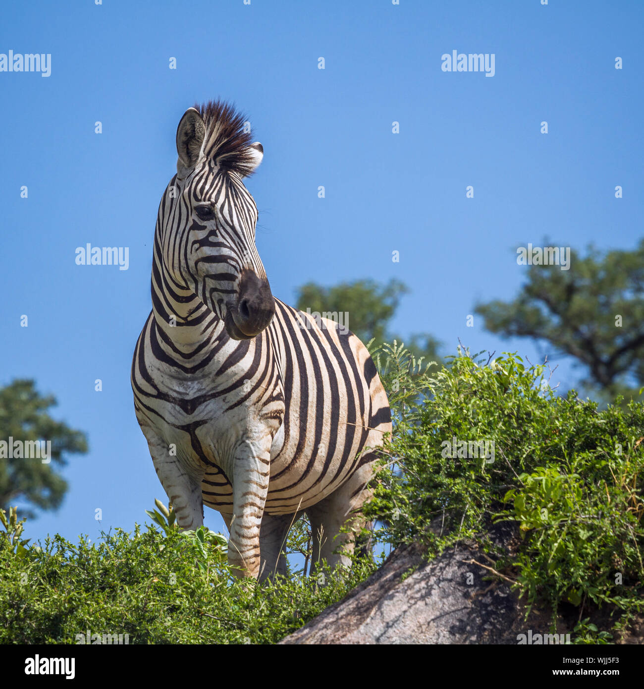 Plains zebra standing on a rock isolated in blue sky in Kruger National ...