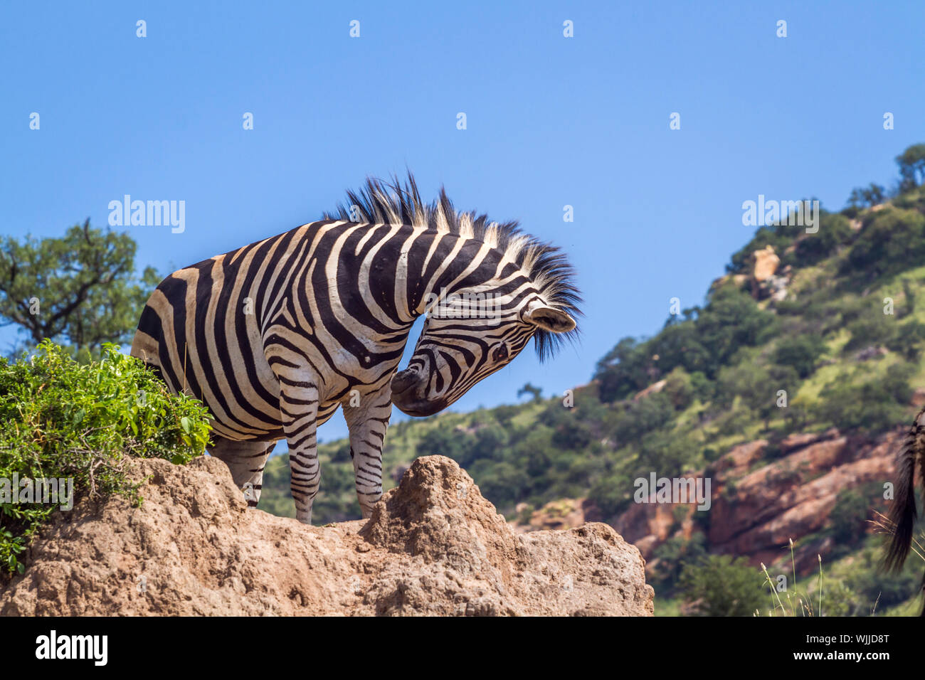Plains zebra standing on a rock isolated in blue sky in Kruger National ...