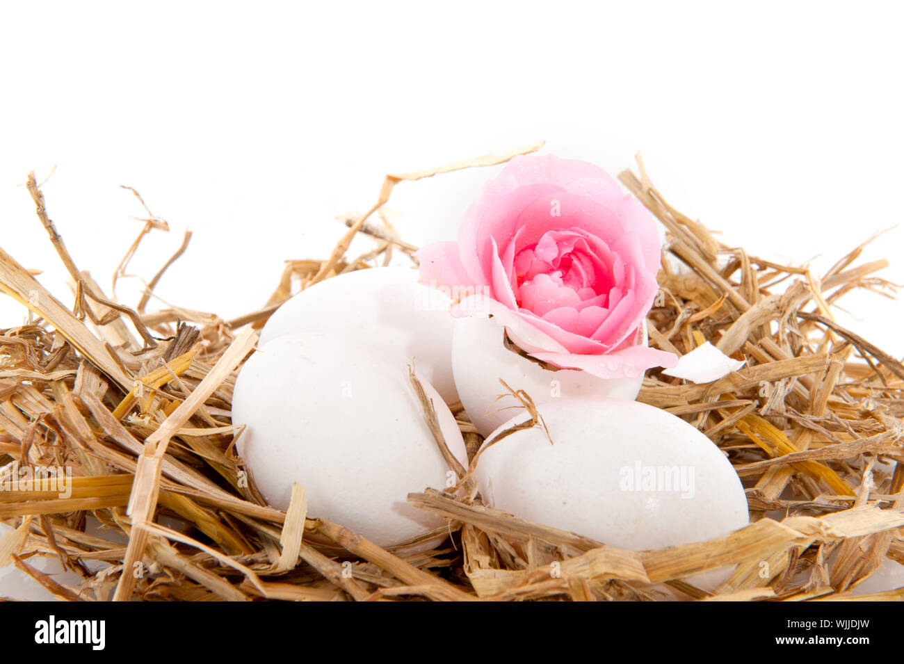 straw bird nest with white eggs isolated Stock Photo - Alamy