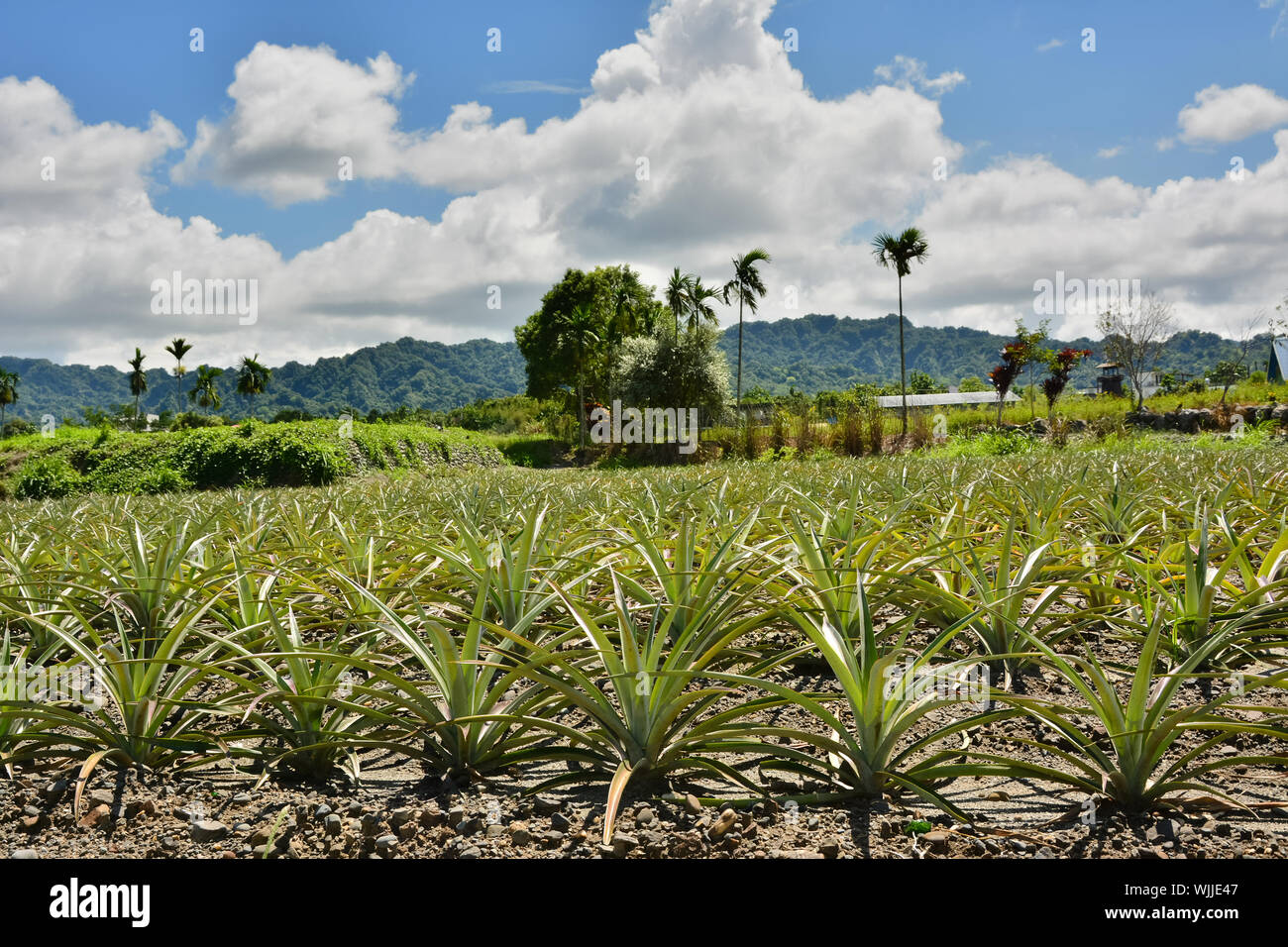 Pineapple farm at Hualien, Taiwan, Asia Stock Photo Alamy