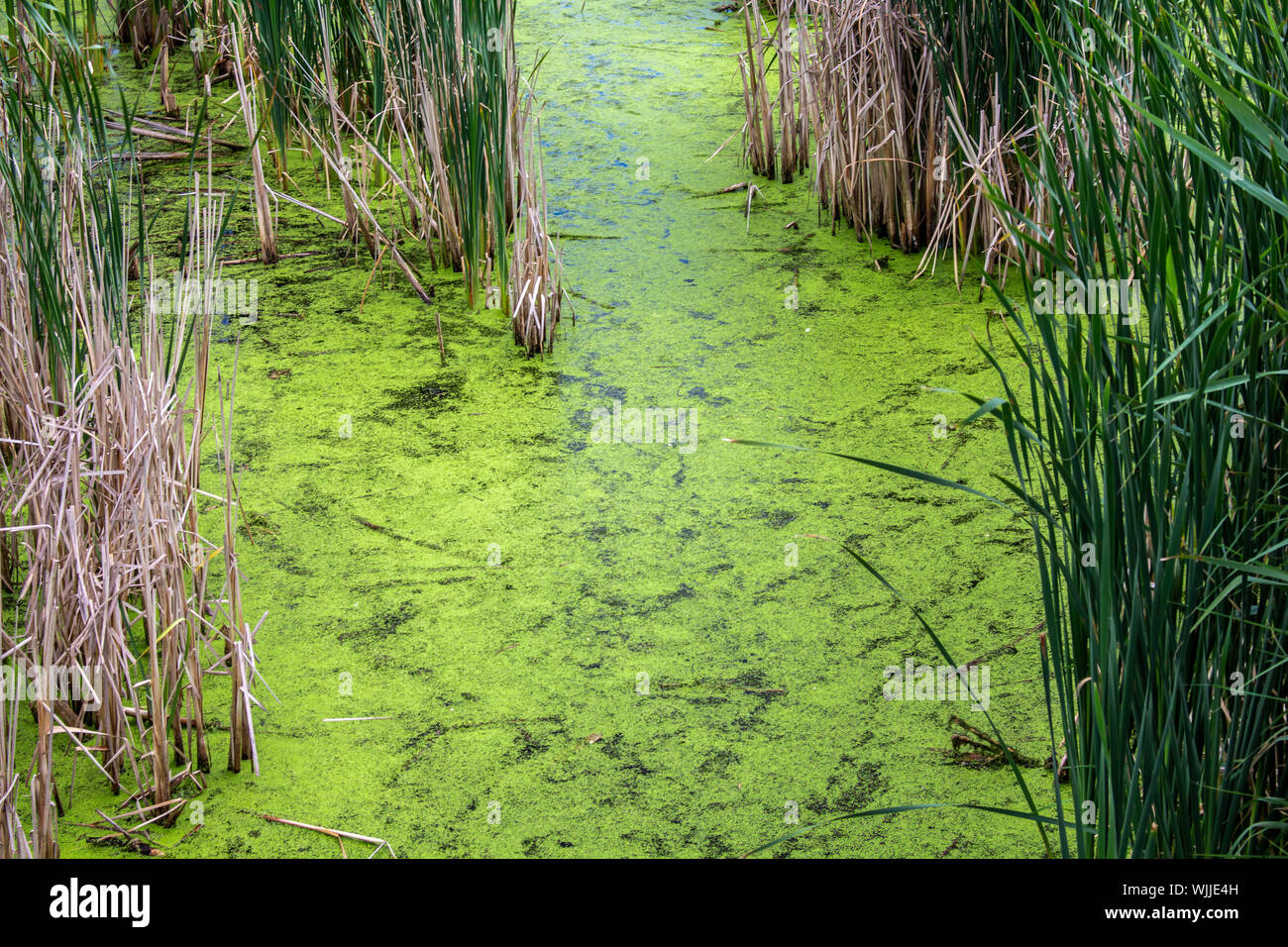Bright green algae covers the surface of water in swampy wetlands, surrounded by grasses and reeds. Stock Photo
